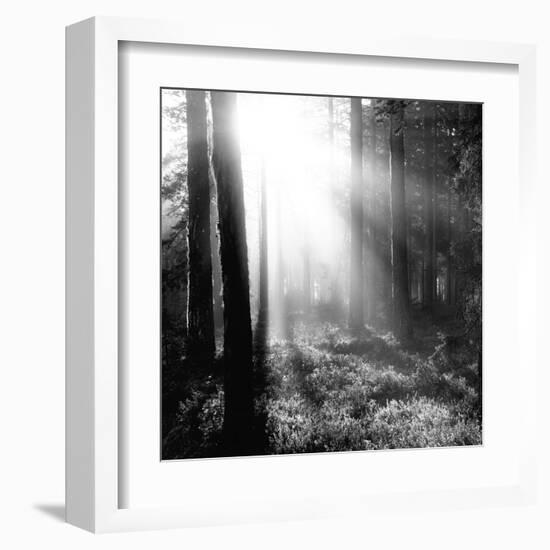 Misty Forest-Andreas Stridsberg-Framed Giclee Print