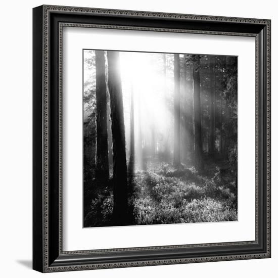 Misty Forest-Andreas Stridsberg-Framed Giclee Print