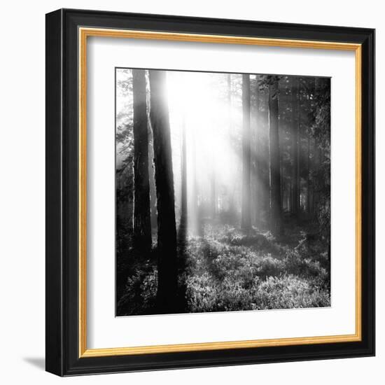 Misty Forest-Andreas Stridsberg-Framed Giclee Print