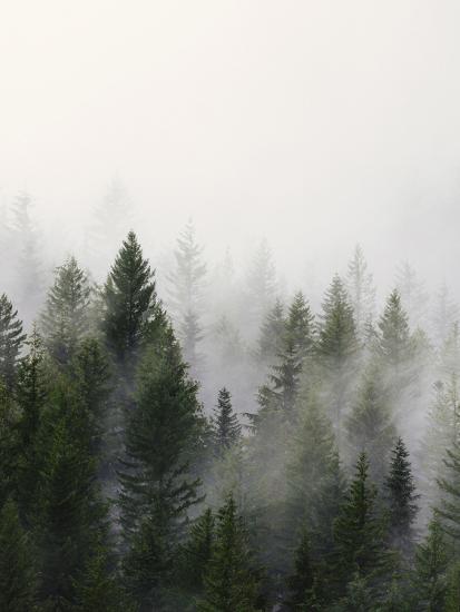 Misty Forest Art Print Tanya Shumkina Art Com Misty Forest Art Print Tanya Shumkina Art Com