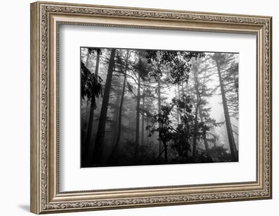 Misty Forest-Tim Oldford-Framed Photographic Print