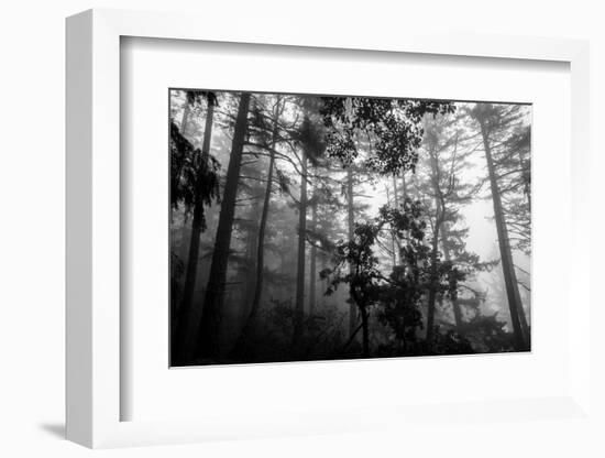 Misty Forest-Tim Oldford-Framed Photographic Print