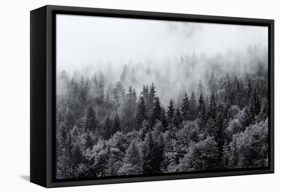 Misty Forests of Evergreen Coniferous Trees in an Ethereal Landscape with Low Laying Mist or Cloud-PlusONE-Framed Premier Image Canvas