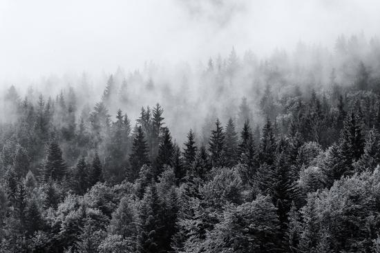 Misty Forests Of Evergreen Coniferous Trees In An Ethereal Landscape With Low Laying Mist Or Cloud Photographic Print Plusone Art Com Misty Forests Of Evergreen Coniferous Trees In An Ethereal Landscape With Low Laying Mist Or Cloud Photographic Print Plusone Art Com