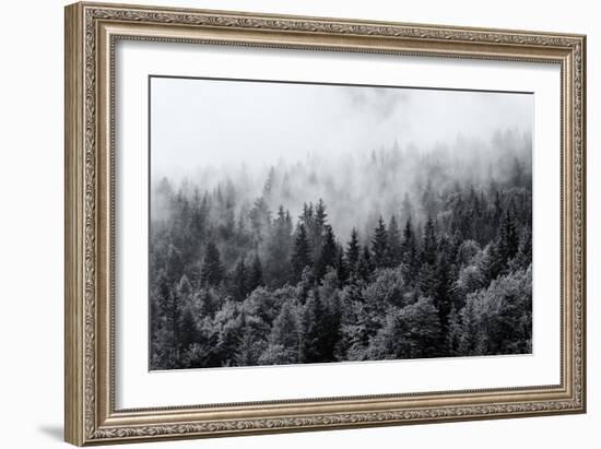 Misty Forests of Evergreen Coniferous Trees in an Ethereal Landscape with Low Laying Mist or Cloud-PlusONE-Framed Photographic Print