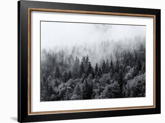 Misty Forests of Evergreen Coniferous Trees in an Ethereal Landscape with Low Laying Mist or Cloud-PlusONE-Framed Photographic Print