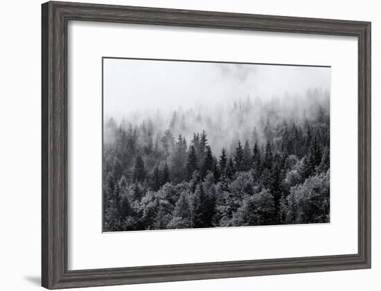 Misty Forests of Evergreen Coniferous Trees in an Ethereal Landscape with Low Laying Mist or Cloud-PlusONE-Framed Photographic Print
