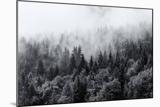 Misty Forests of Evergreen Coniferous Trees in an Ethereal Landscape with Low Laying Mist or Cloud-PlusONE-Mounted Photographic Print