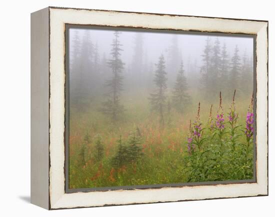 Misty Meadow Scenic, Revelstoke National Park, British Columbia, Canada-Don Paulson-Framed Premier Image Canvas