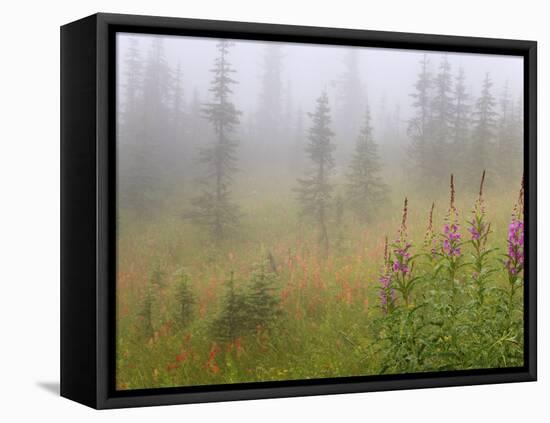 Misty Meadow Scenic, Revelstoke National Park, British Columbia, Canada-Don Paulson-Framed Premier Image Canvas