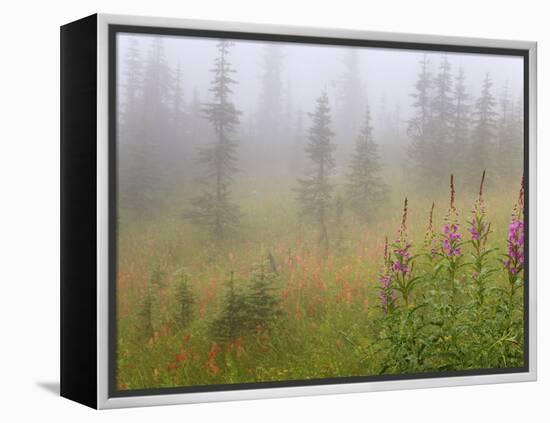 Misty Meadow Scenic, Revelstoke National Park, British Columbia, Canada-Don Paulson-Framed Premier Image Canvas