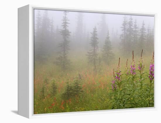 Misty Meadow Scenic, Revelstoke National Park, British Columbia, Canada-Don Paulson-Framed Premier Image Canvas