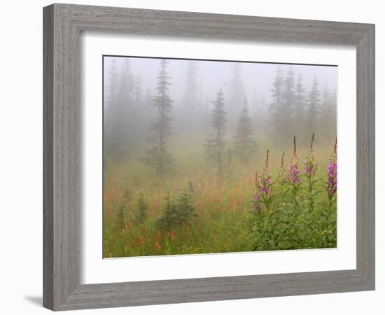 Misty Meadow Scenic, Revelstoke National Park, British Columbia, Canada-Don Paulson-Framed Photographic Print