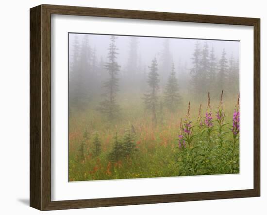 Misty Meadow Scenic, Revelstoke National Park, British Columbia, Canada-Don Paulson-Framed Photographic Print