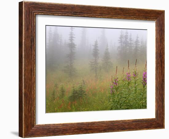 Misty Meadow Scenic, Revelstoke National Park, British Columbia, Canada-Don Paulson-Framed Photographic Print