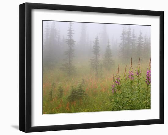 Misty Meadow Scenic, Revelstoke National Park, British Columbia, Canada-Don Paulson-Framed Photographic Print