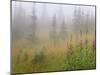 Misty Meadow Scenic, Revelstoke National Park, British Columbia, Canada-Don Paulson-Mounted Photographic Print