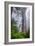 Misty Milky Redwood Tree, California Coast-Vincent James-Framed Photographic Print