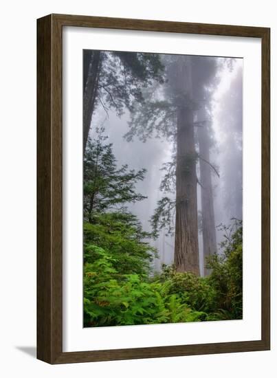 Misty Milky Redwood Tree, California Coast-Vincent James-Framed Photographic Print