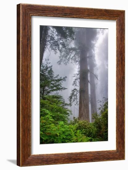 Misty Milky Redwood Tree, California Coast-Vincent James-Framed Photographic Print