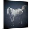 Misty Morning Horse-Laura Warren-Mounted Giclee Print