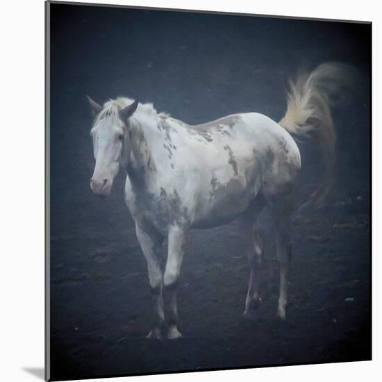 Misty Morning Horse-Laura Warren-Mounted Giclee Print