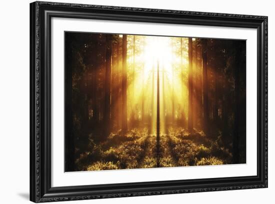 Misty Morning I-Andreas Stridsberg-Framed Giclee Print