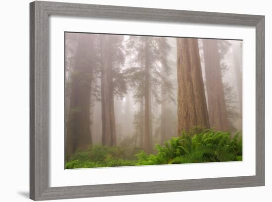 Misty Morning Redwoods at Lady Bird Johnson Grove-Vincent James-Framed Photographic Print