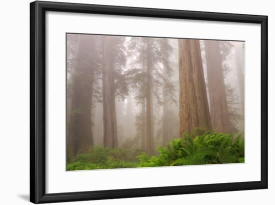 Misty Morning Redwoods at Lady Bird Johnson Grove-Vincent James-Framed Photographic Print
