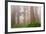 Misty Morning Redwoods at Lady Bird Johnson Grove-Vincent James-Framed Photographic Print