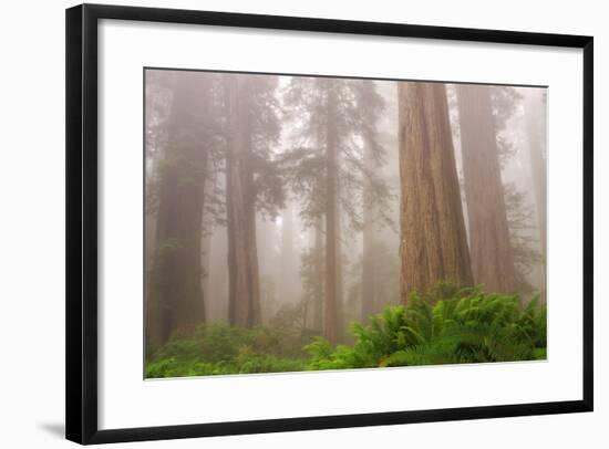 Misty Morning Redwoods at Lady Bird Johnson Grove-Vincent James-Framed Photographic Print