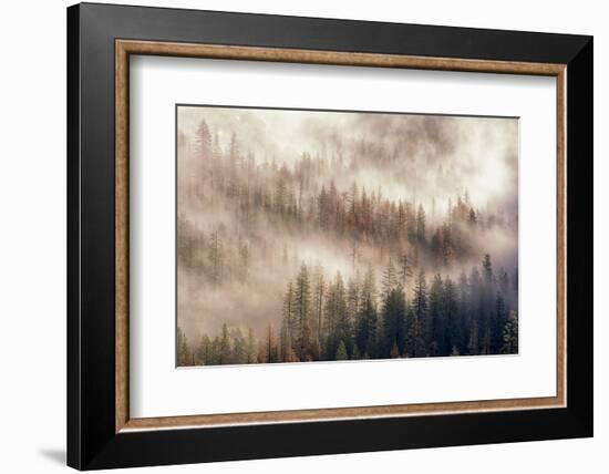 Misty Morning. Seen from Tunnel View. Yosemite National Park, California.-Tom Norring-Framed Photographic Print