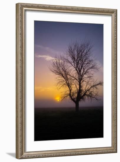 Misty Morning Sun and Tree Design II-null-Framed Photographic Print