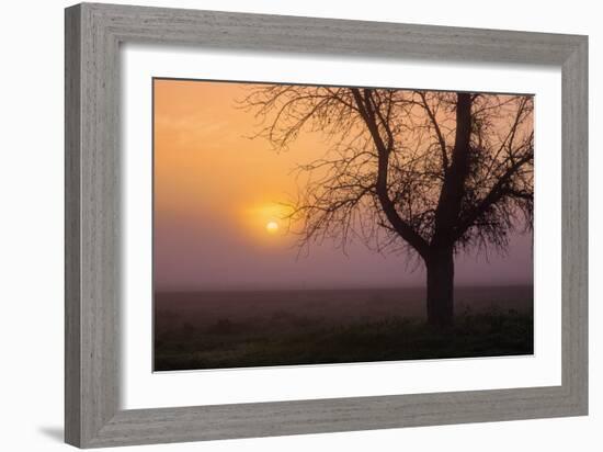 Misty Morning Sun and Tree Design III-null-Framed Photographic Print