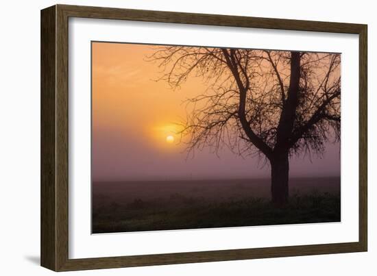 Misty Morning Sun and Tree Design III-null-Framed Photographic Print