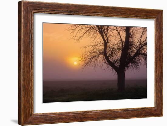 Misty Morning Sun and Tree Design III-null-Framed Photographic Print