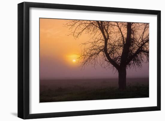 Misty Morning Sun and Tree Design III-null-Framed Photographic Print