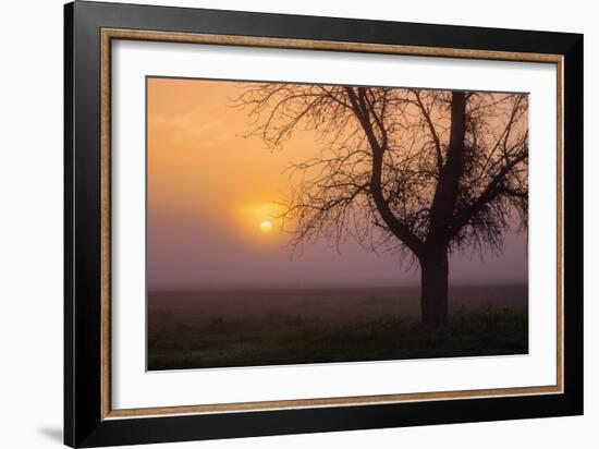 Misty Morning Sun and Tree Design III-null-Framed Photographic Print