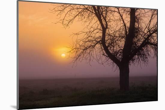 Misty Morning Sun and Tree Design III-null-Mounted Photographic Print