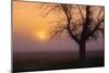 Misty Morning Sun and Tree Design III-null-Mounted Photographic Print