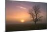 Misty Morning Sun and Tree Design-null-Mounted Photographic Print