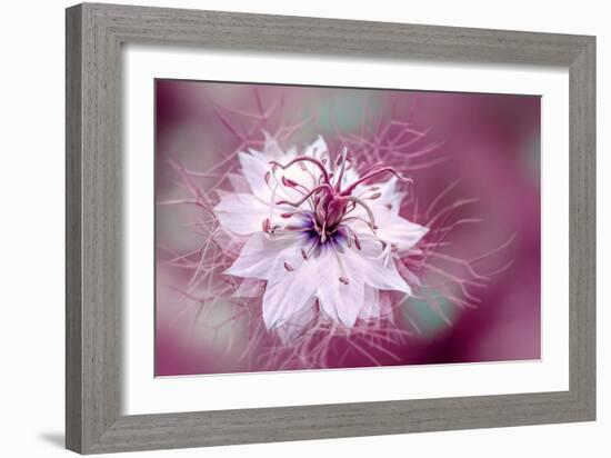 Misty Morning-Jacky Parker-Framed Giclee Print