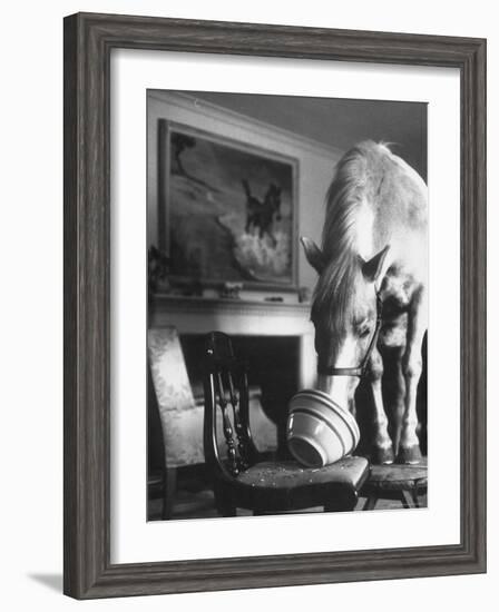 Misty of Chincoteague Wild Horse at Farewell Party Before Returning Home to Chincoteague Island-Grey Villet-Framed Photographic Print