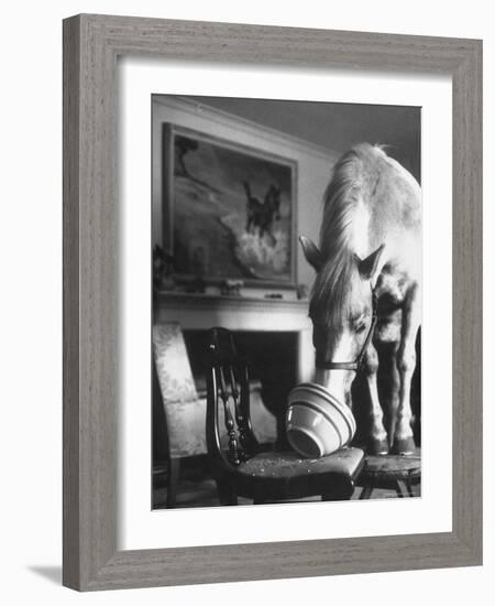 Misty of Chincoteague Wild Horse at Farewell Party Before Returning Home to Chincoteague Island-Grey Villet-Framed Photographic Print