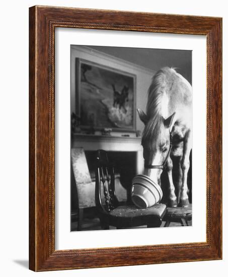 Misty of Chincoteague Wild Horse at Farewell Party Before Returning Home to Chincoteague Island-Grey Villet-Framed Photographic Print