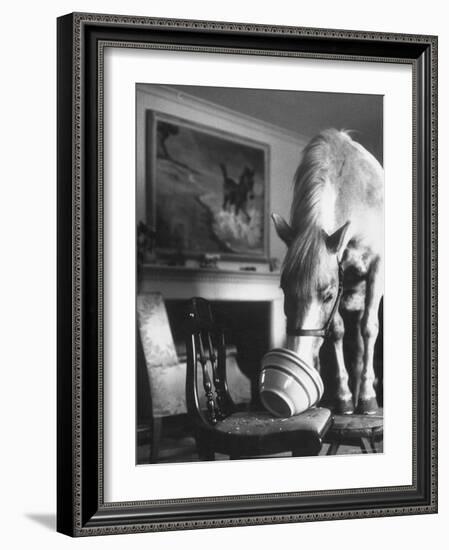 Misty of Chincoteague Wild Horse at Farewell Party Before Returning Home to Chincoteague Island-Grey Villet-Framed Photographic Print