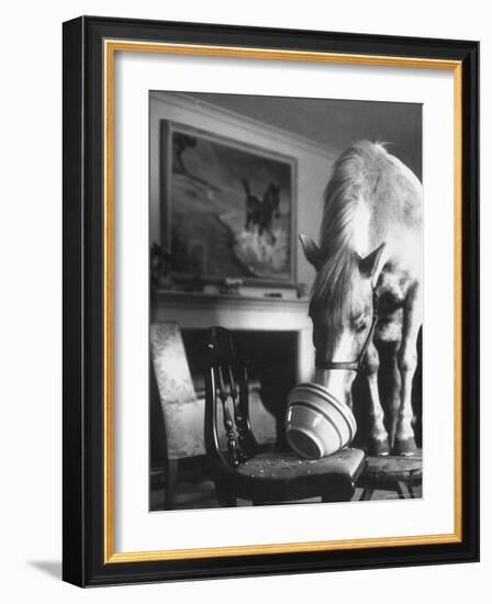 Misty of Chincoteague Wild Horse at Farewell Party Before Returning Home to Chincoteague Island-Grey Villet-Framed Photographic Print