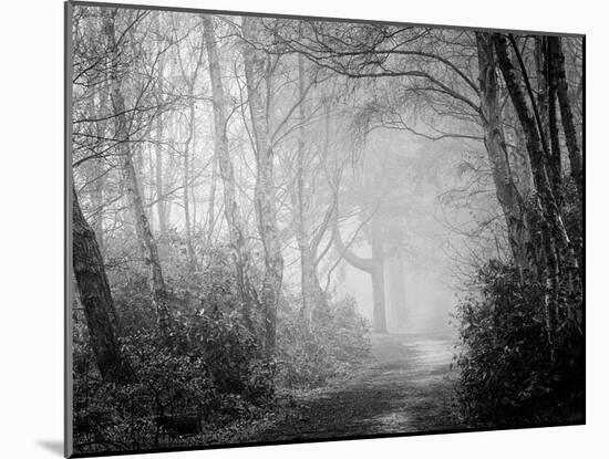 Misty Path in Black and White-Craig Roberts-Mounted Photographic Print