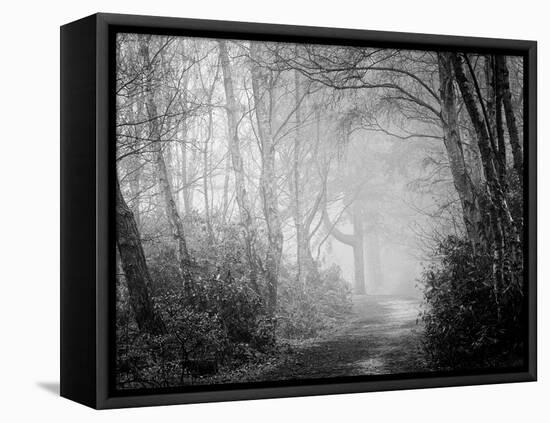Misty Path in Black and White-Craig Roberts-Framed Premier Image Canvas