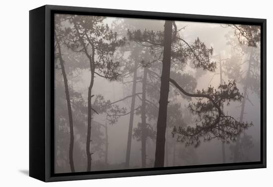 misty pine forest, mexico-claudio contreras-Framed Premier Image Canvas